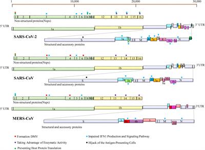 Innate Immunity Evasion Strategies of Highly Pathogenic <mark class="highlighted">Coronavirus</mark>es: SARS-CoV, MERS-CoV, and SARS-CoV-2
